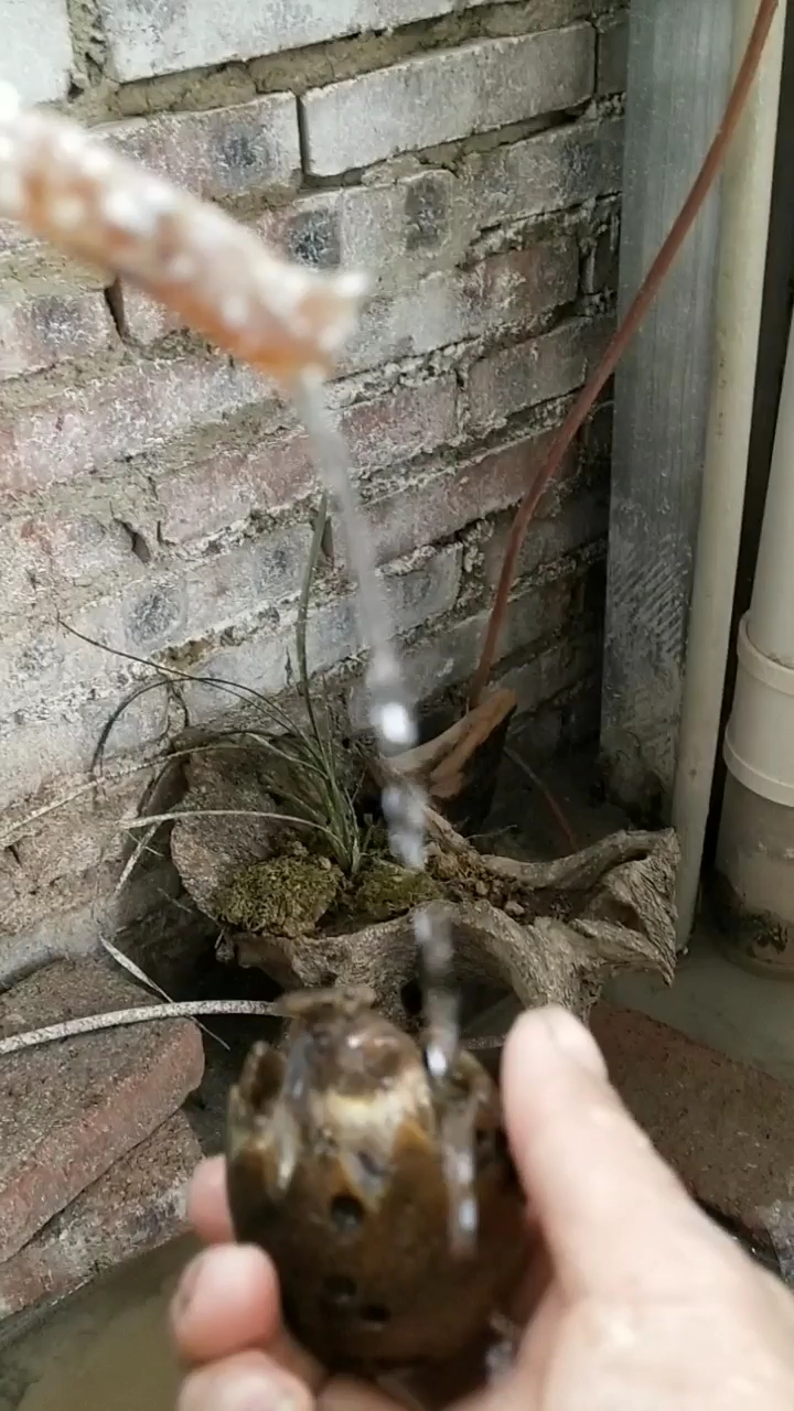 战国红玛瑙,手工雕小鸡出壳