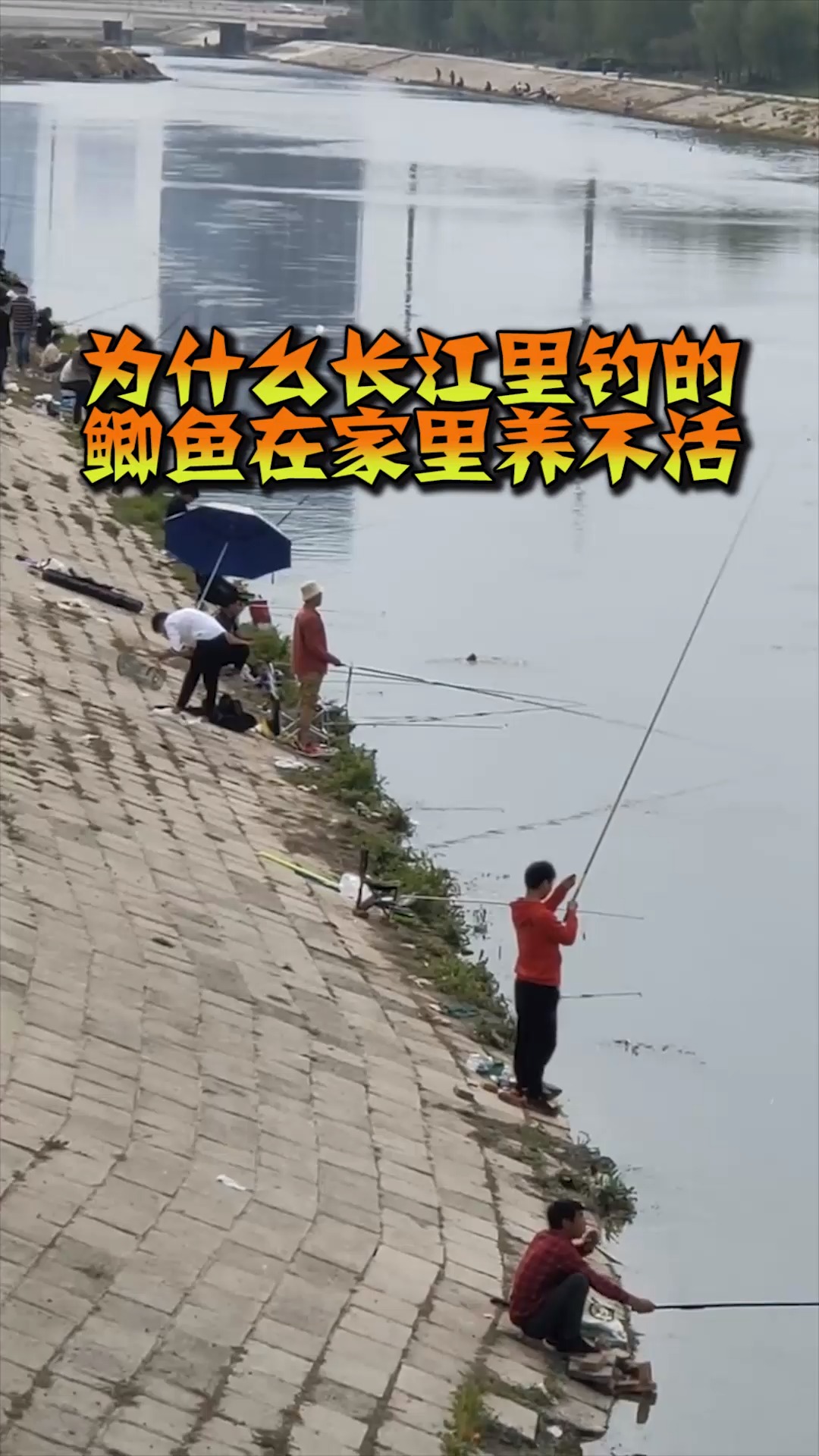 #奇趣#为什么长江里钓的鲫鱼,在家里养不活?