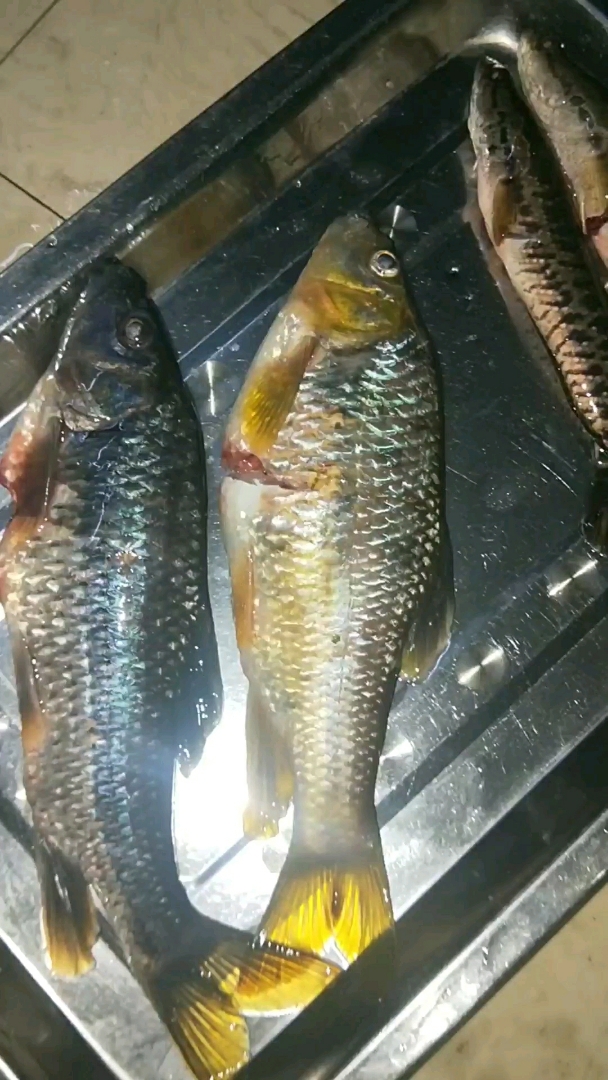 手掌那么大的野生淡水石斑鱼 