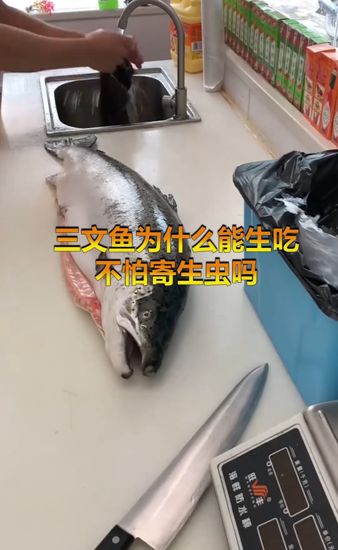三文鱼为什么能生吃,不怕寄生虫吗?可以生吃,看一下原因吧!
