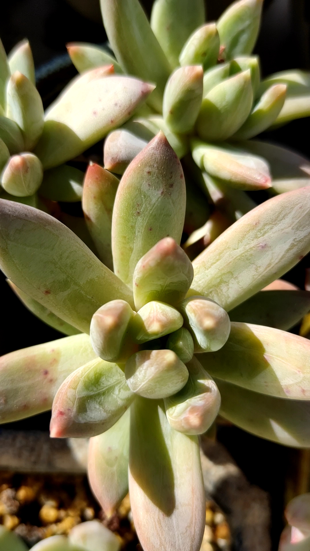 #我的小花园#蓝黛莲怎么都养不出状态