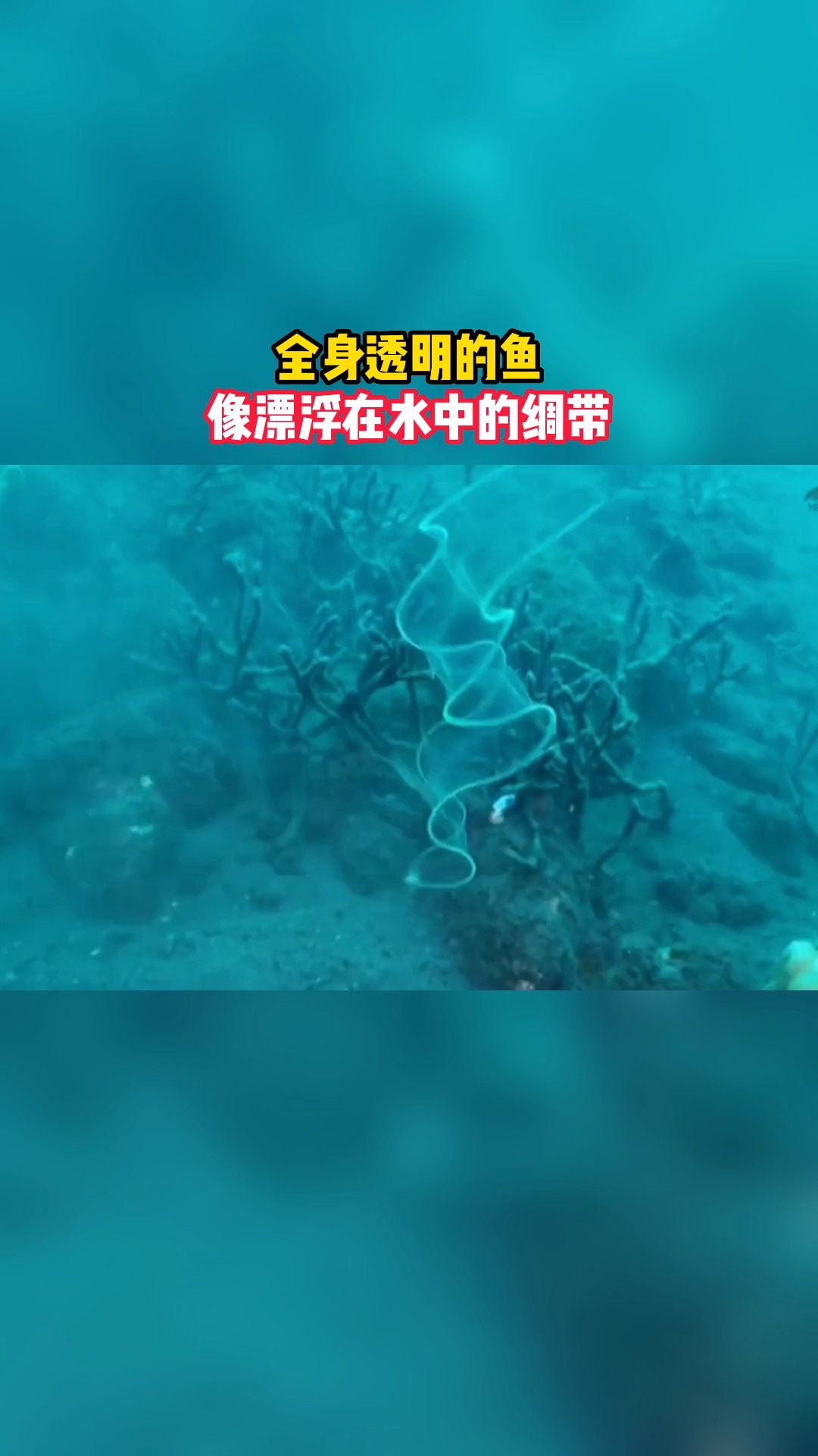全身透明的鱼,像漂浮在水中的绸带