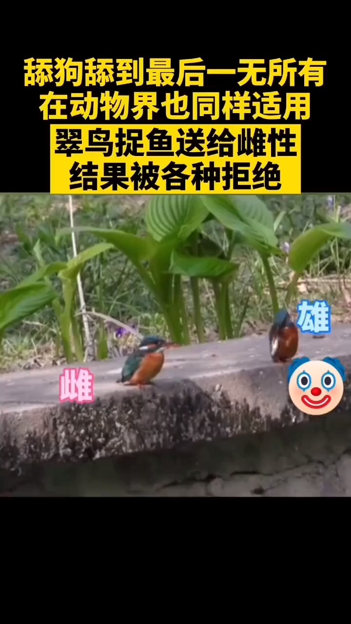 #我要上热门#这不是标准结局,应该是雌翠鸟把鱼送给其他雄翠鸟