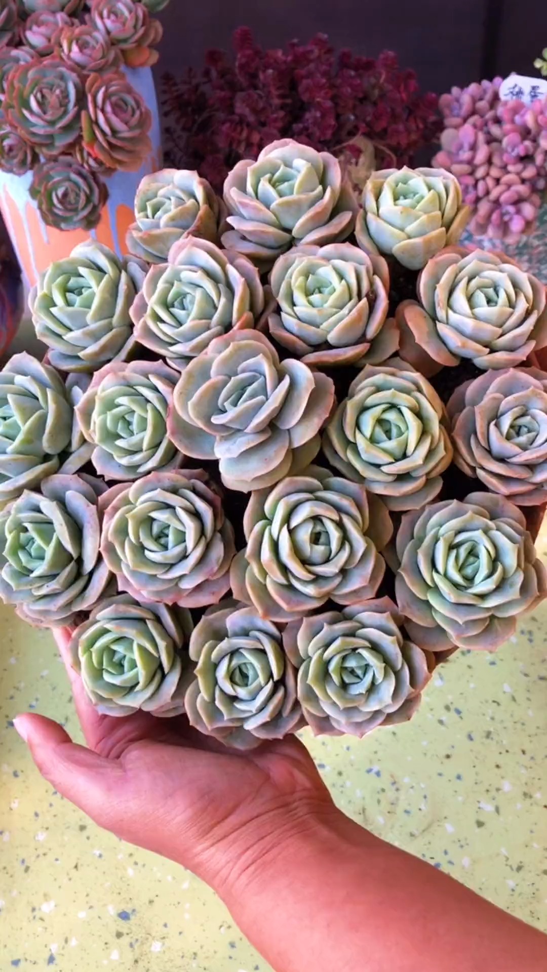 #有一种可爱叫多肉!#手捧的可爱玫瑰种植教程。