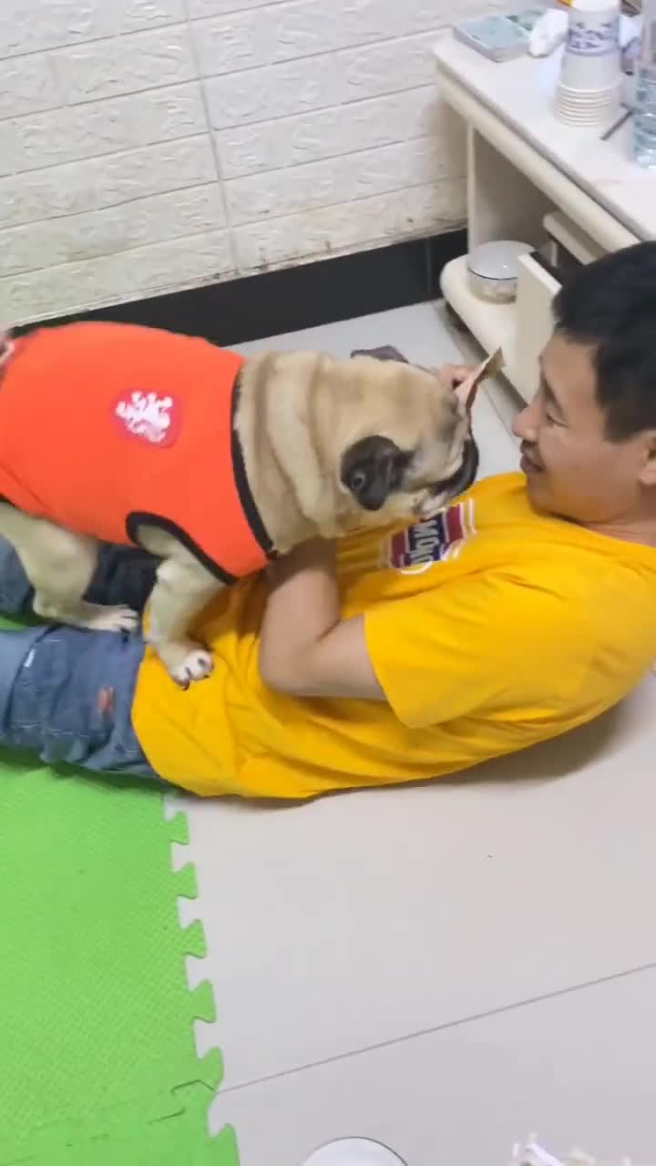 狗子鸡眼了