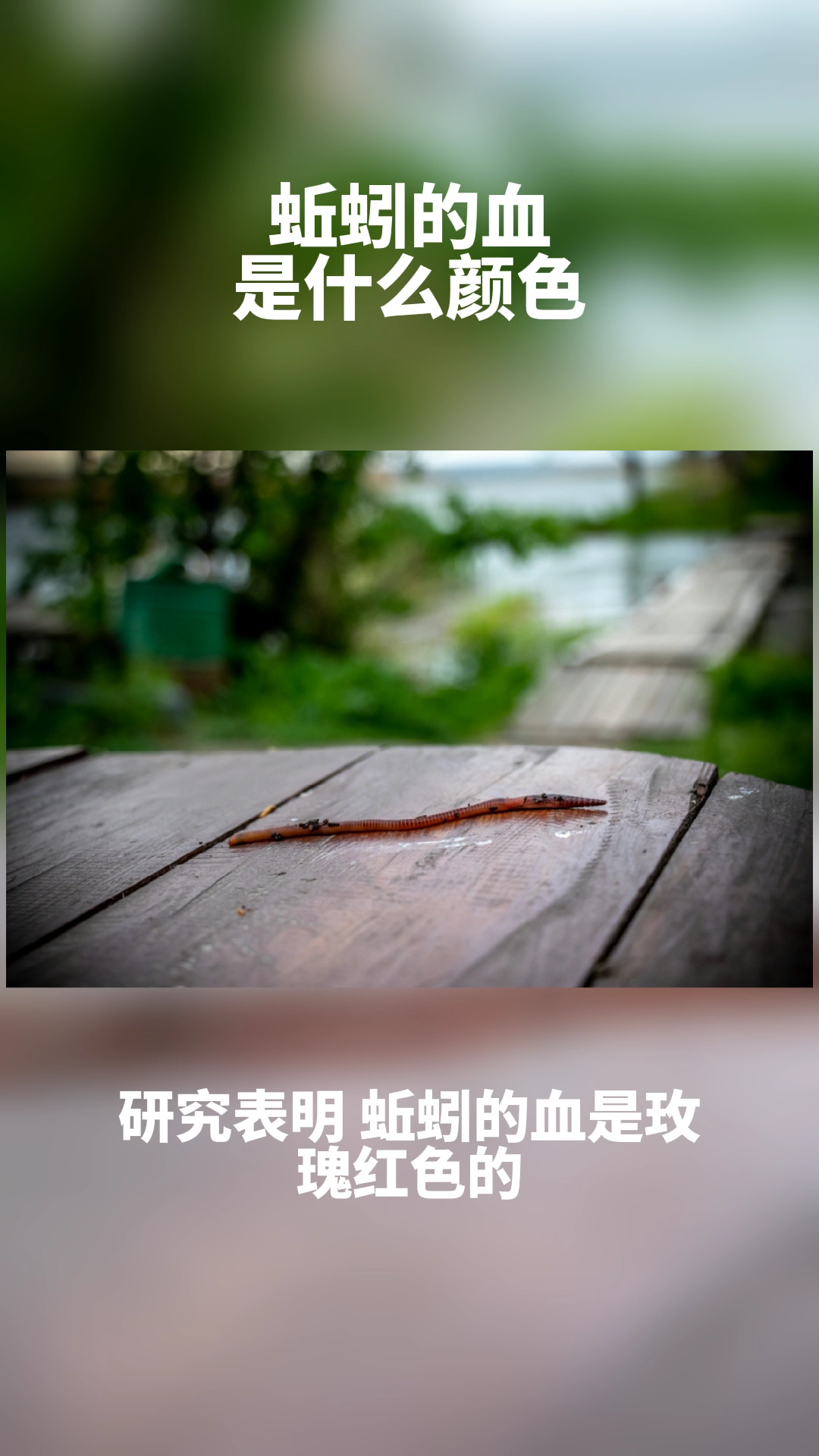 蚯蚓的血是什么颜色