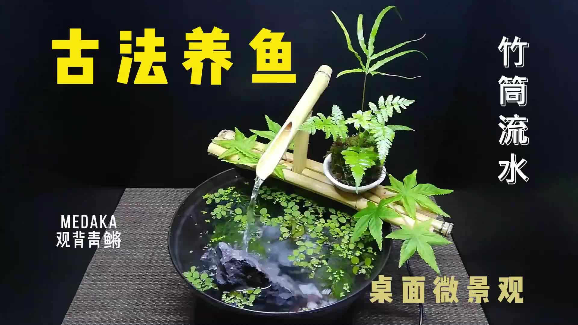 【古法养鱼】教你制作有竹筒流水的鱼缸微景观!