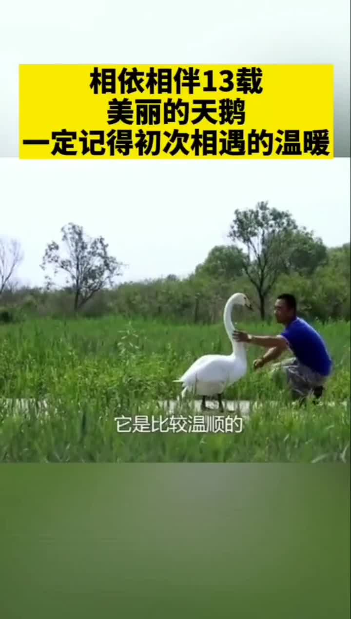 幼年时在黄河口生态旅游区被救助的天鹅,如今与驯养员形同家人