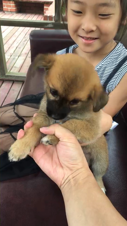 小黄狗可爱