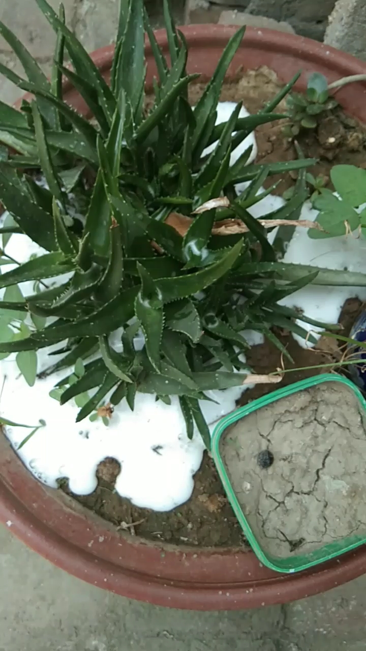 给这花来瓶啤酒喝 花会怎么样