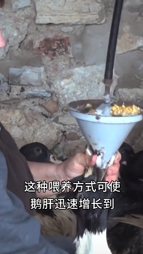  被称为法国顶级美食的鹅肝,是如何长成的?