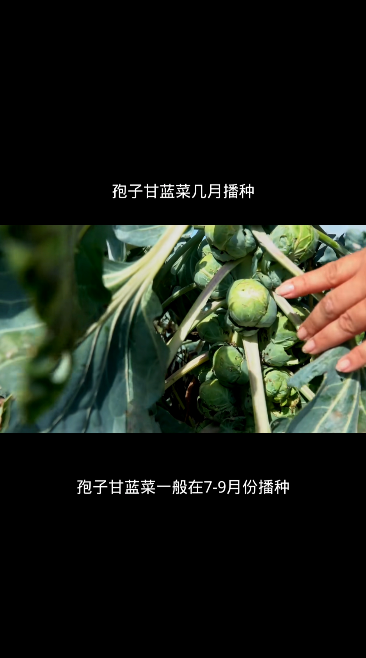 孢子甘蓝菜几月播种