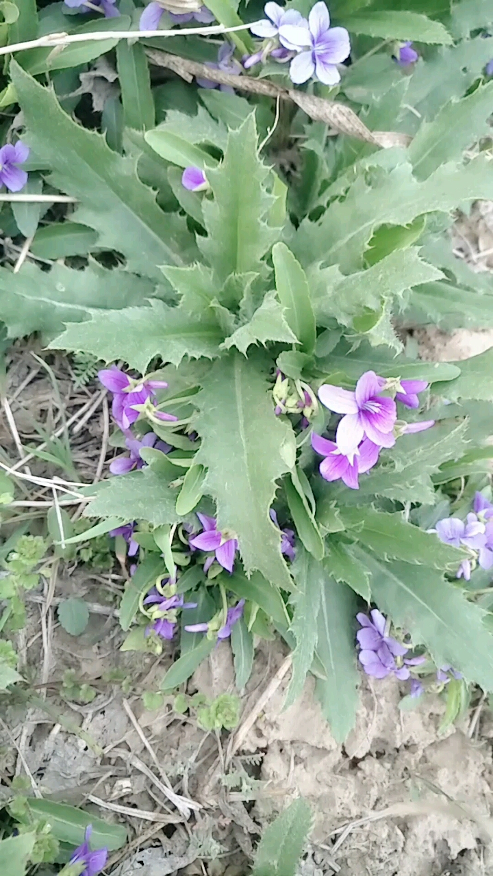 紫丁花菜也是药材
