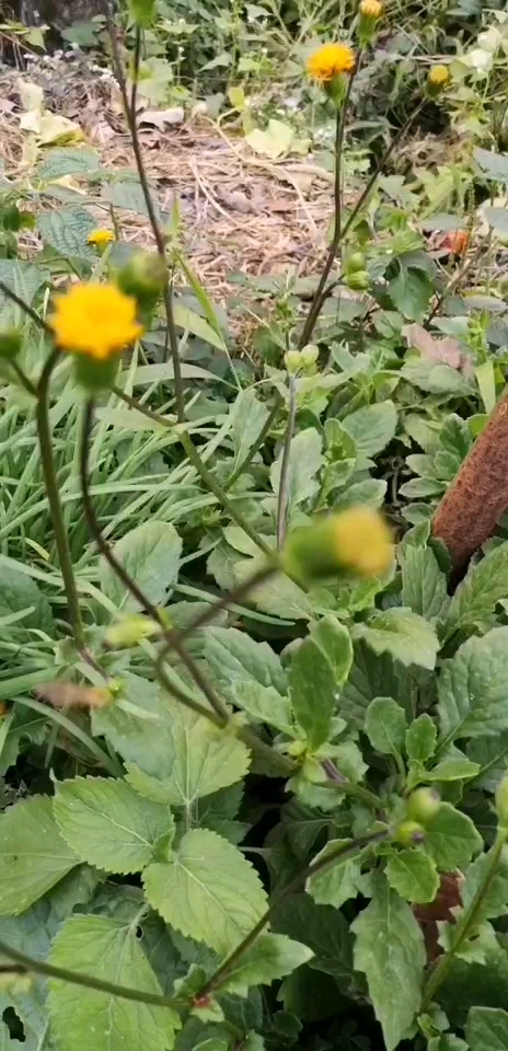 #野生菜#白子菜可以生吃吗 白子菜怎么吃 白子菜的吃法,你知道吗?