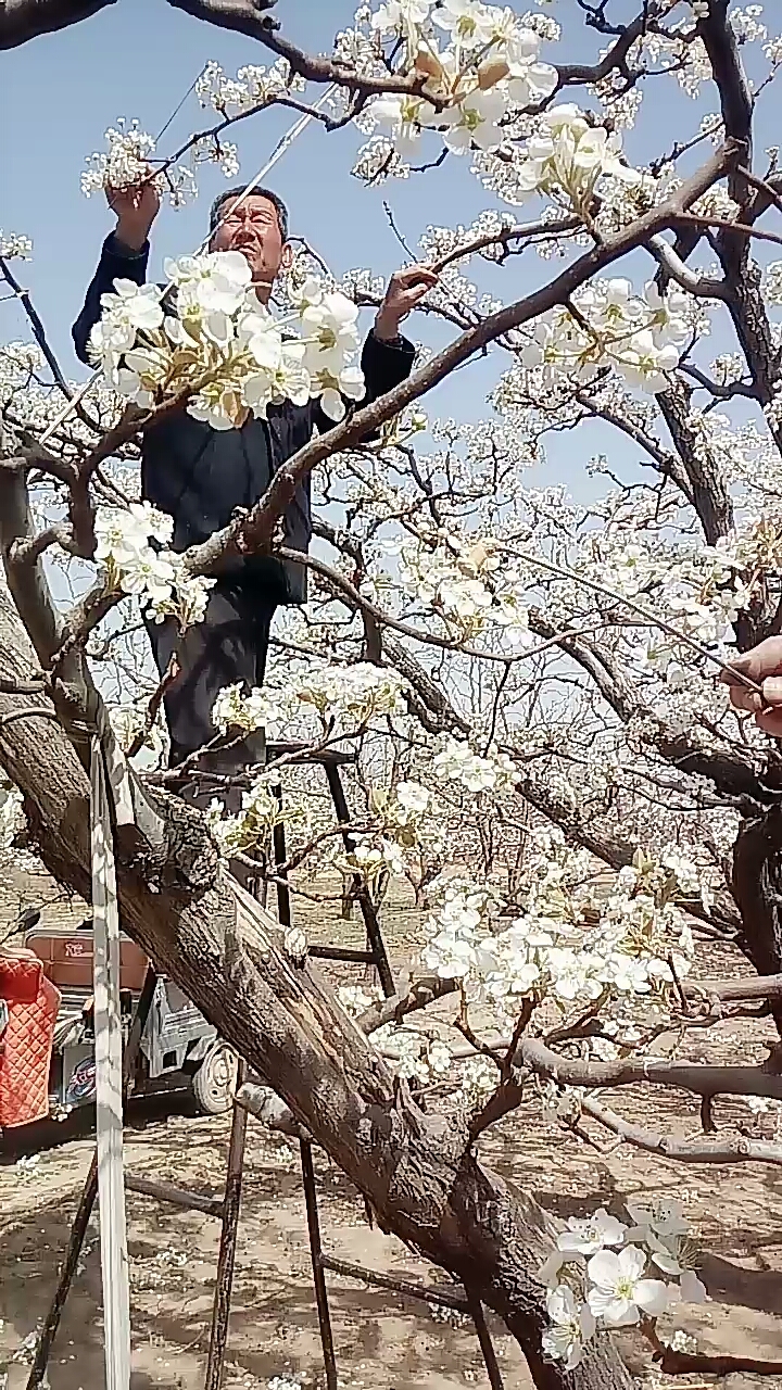 鸭梨就是这样长大的