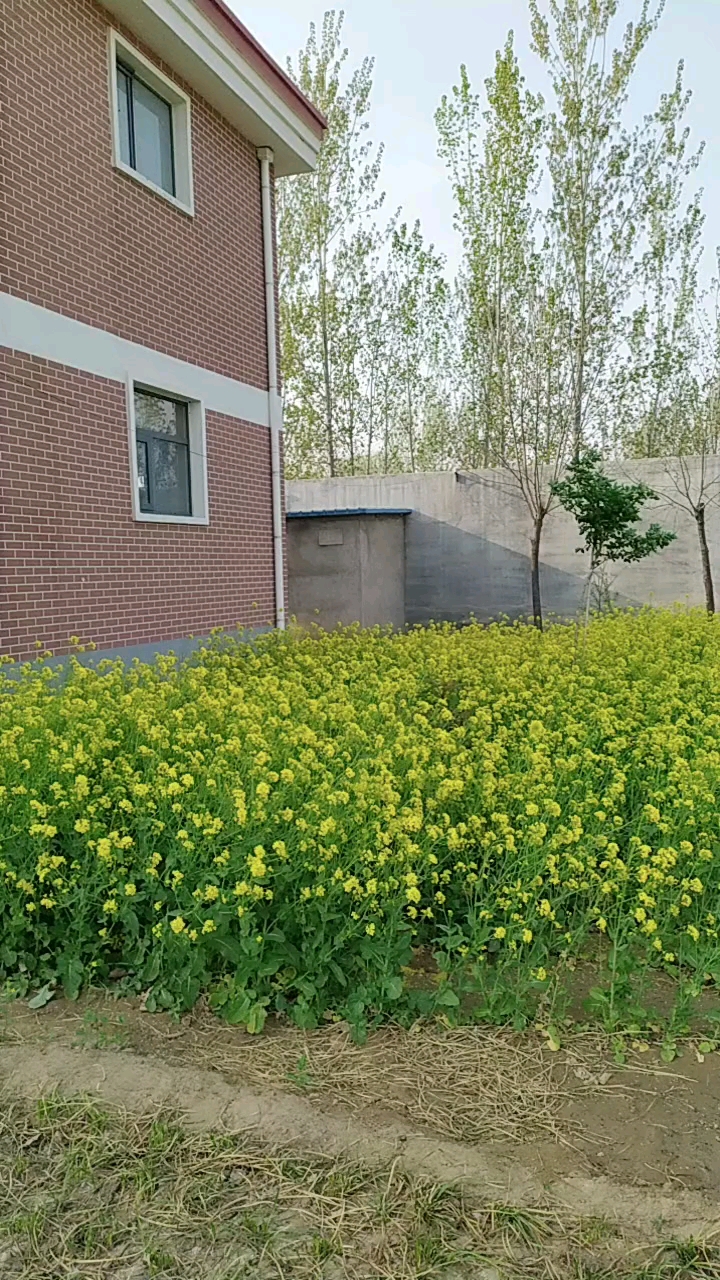 自己种的油菜花,好漂亮哦
