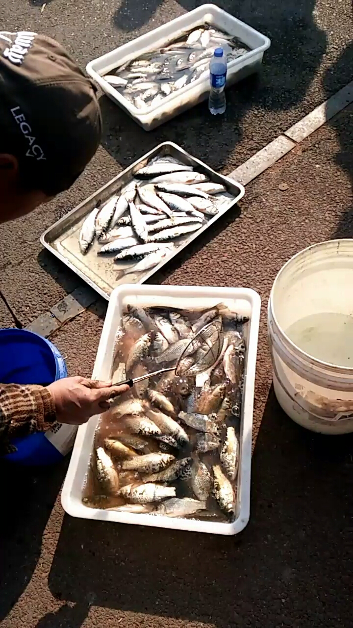 鸭绿江鲫鱼