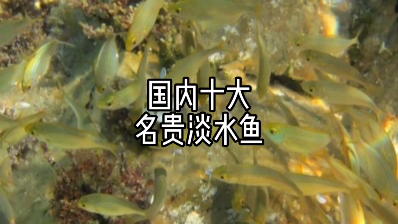 国内十大名贵淡水鱼