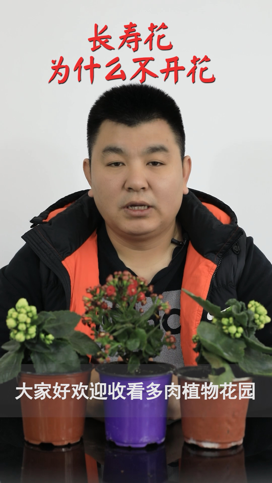 长寿花不开花,原因有这几个