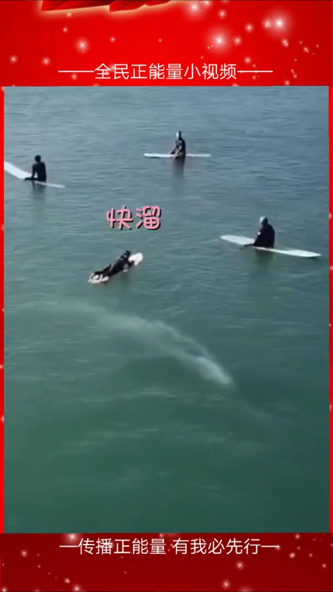 航拍:冲浪时与鲸鱼擦身而过,巨大的鱼影紧贴人群游过!