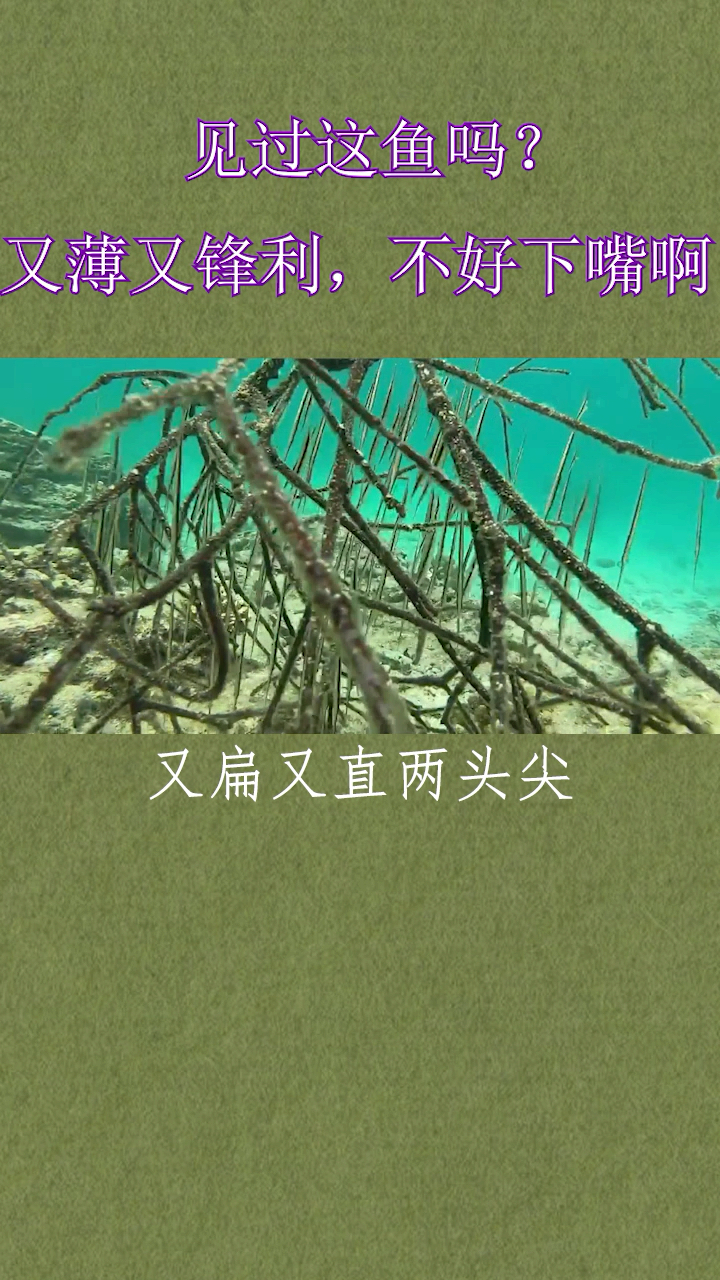 见过这鱼嘛,又薄又锋利,不好下嘴啊。