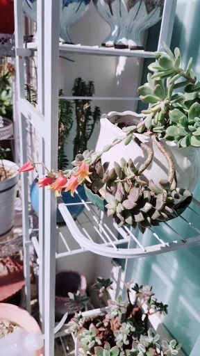开花的多肉