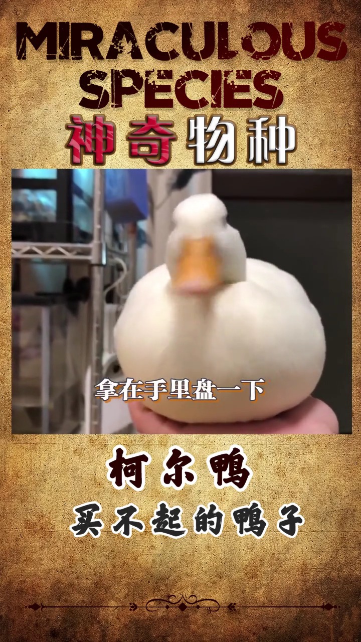 买不起的网红鸭,你们想养一只吗