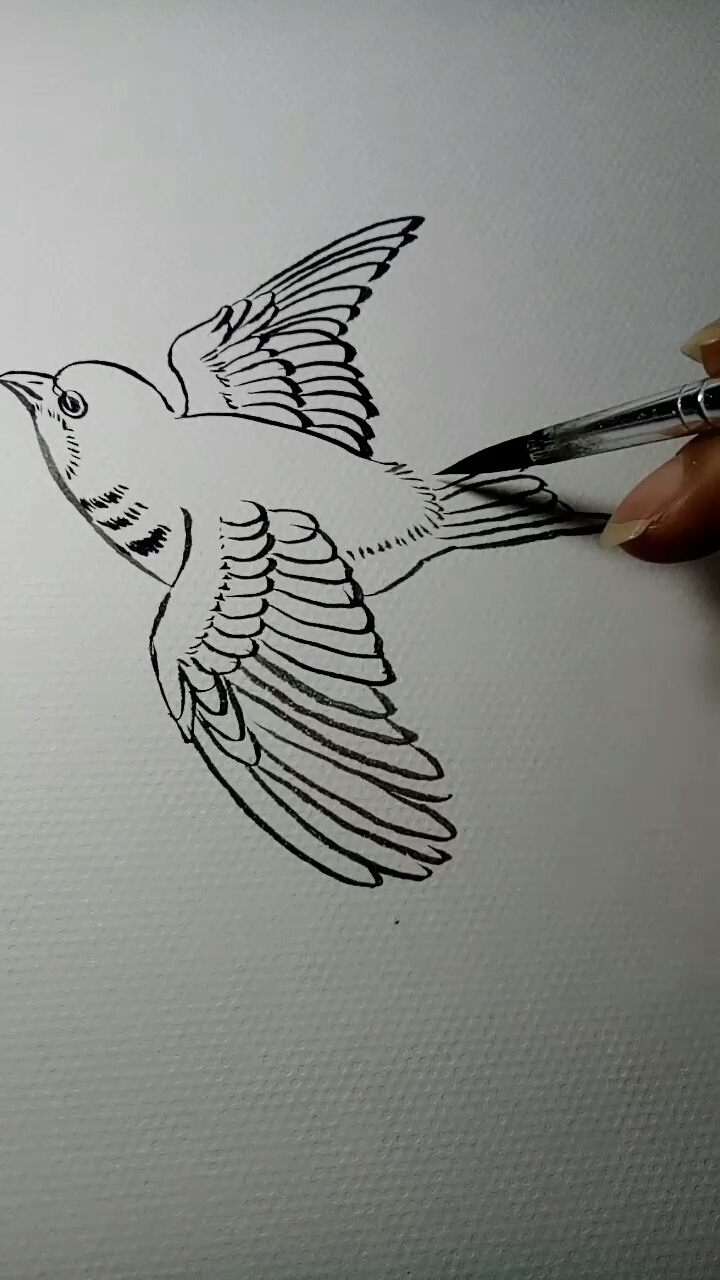 #一看就会的白描画#燕子白描画法,超简单