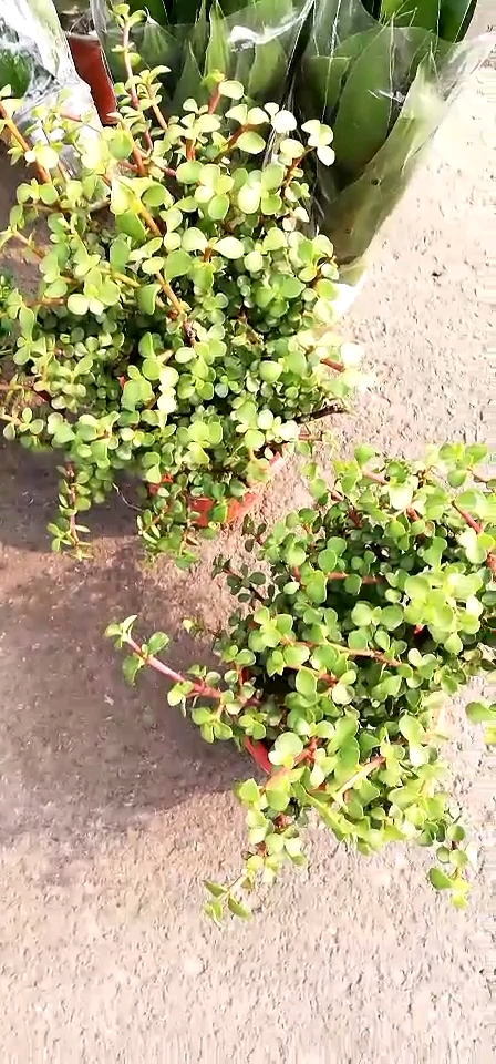 金玉满堂我以为是长寿菜,土语俗称马芥菜