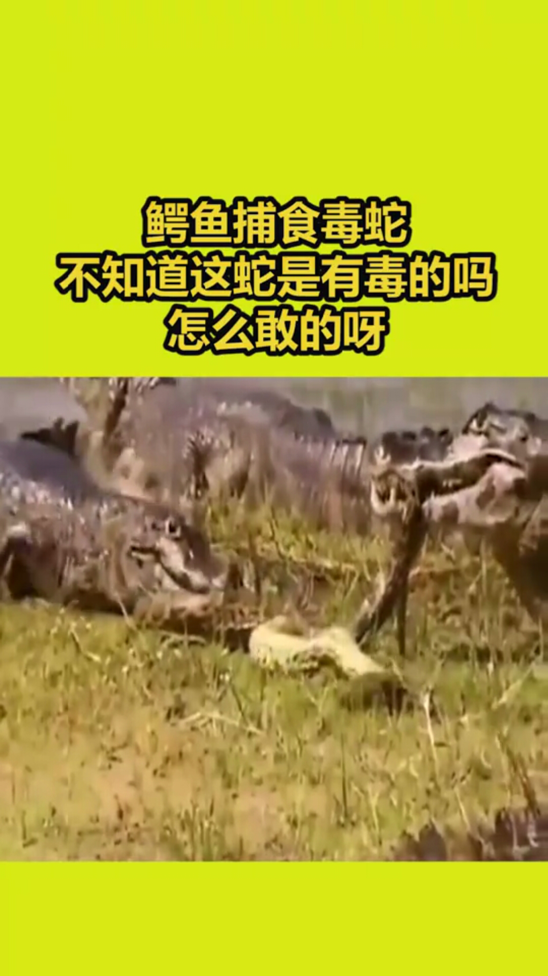 鳄鱼捕食毒蛇,怎么敢下口的呢