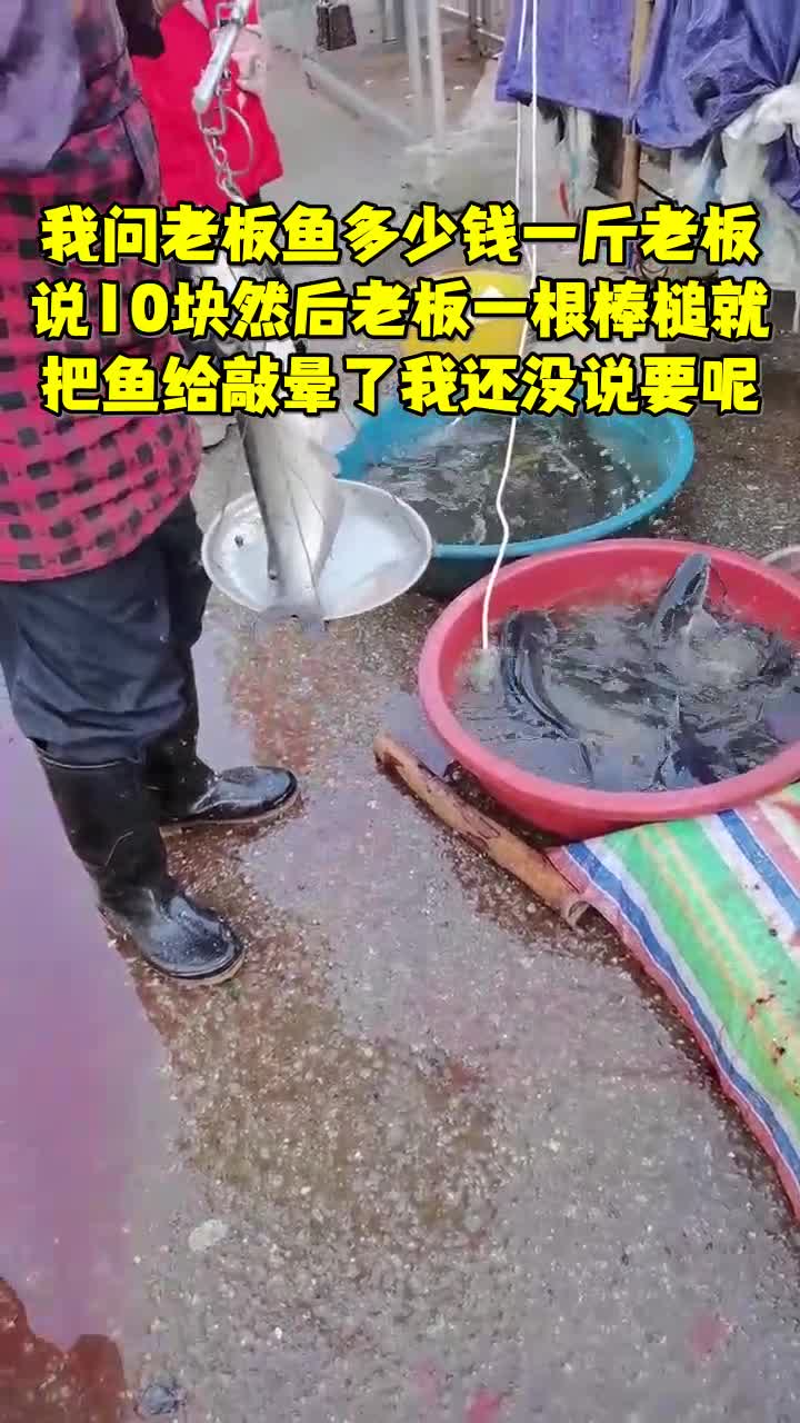 我问老板鱼多少钱一斤老板说10块然后老板一根棒槌就把鱼给敲晕了我还没说要呢