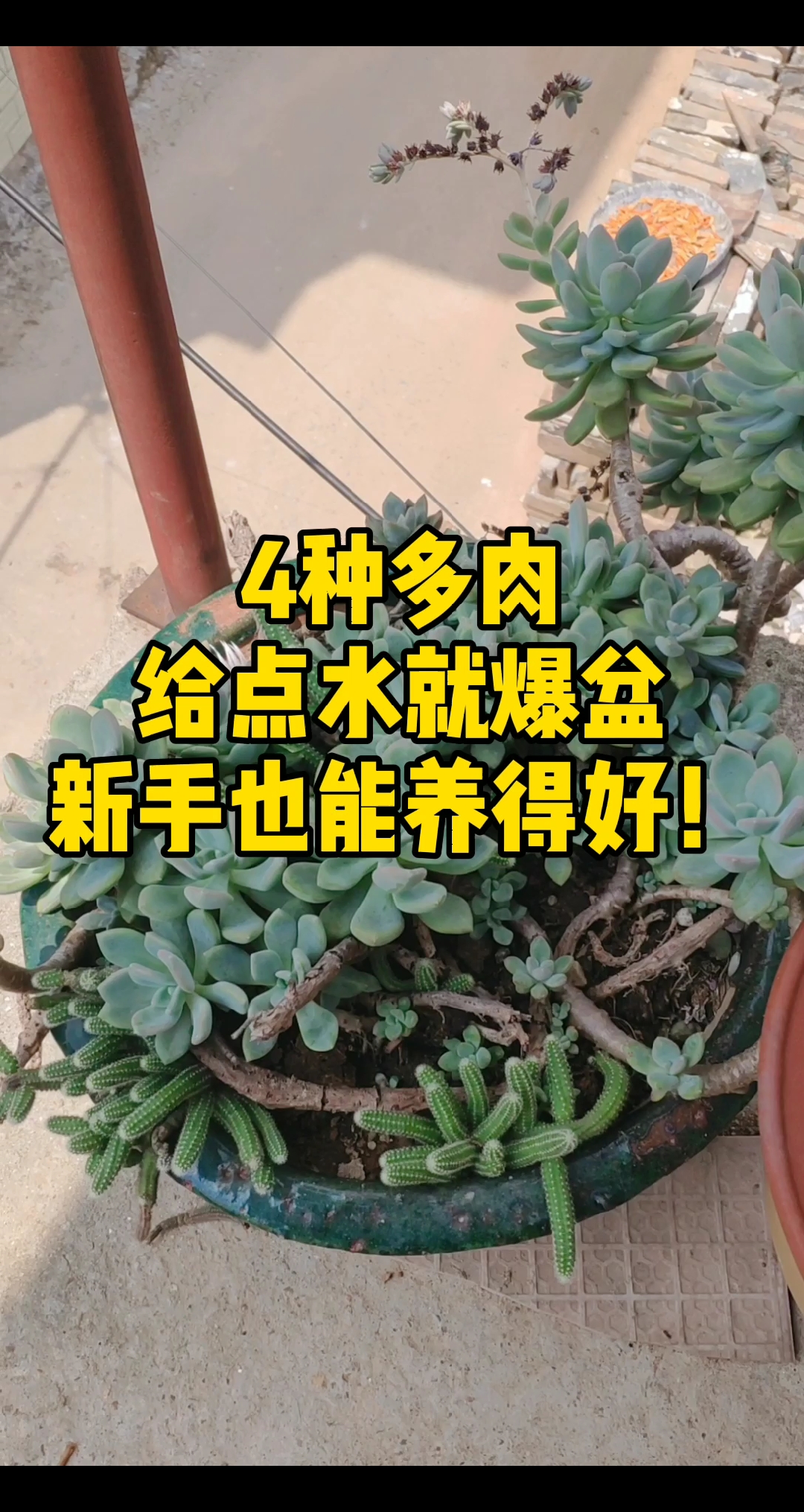 #养花#4种多肉，给点水就爆盆，新手也能养得好！