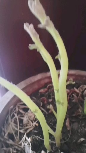 土豆苗长大了