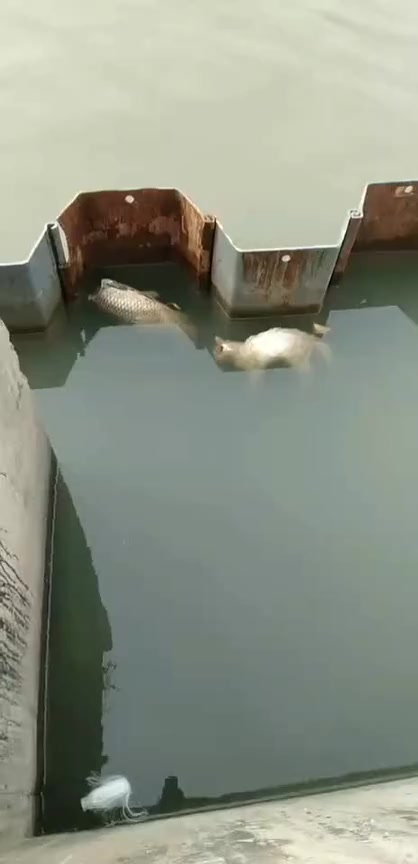 #搞笑段子#什么时候猫和鱼搞一起了,这跨种族的恋爱,就算殉情也值了