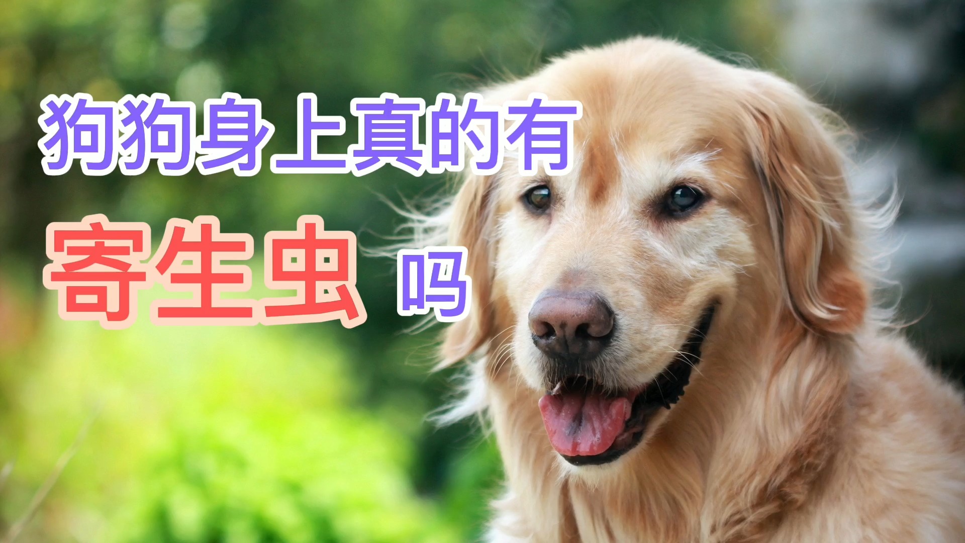 狗狗身上真的有寄生虫吗