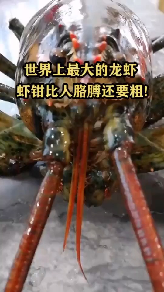 #搞笑视频#世界上最大的龙虾!虾钳比人胳膊还要粗!