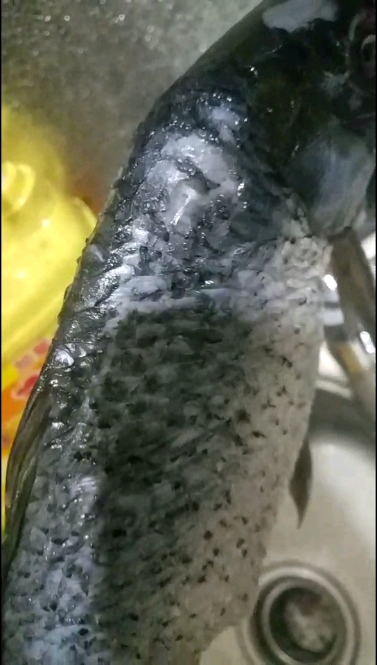 鱼老大,今晚的菜
