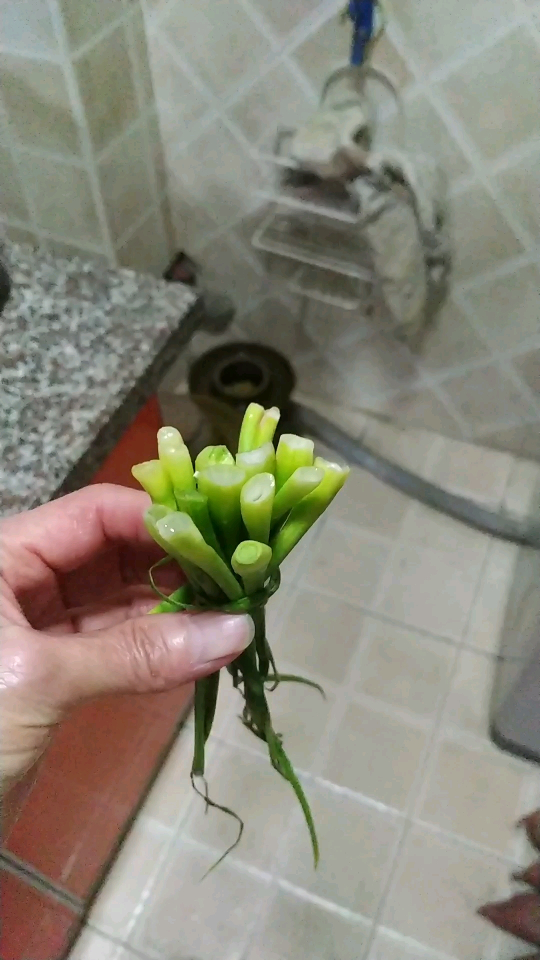 有没有和我一样把蒜苔头放泡菜坛里香盐水的请举手