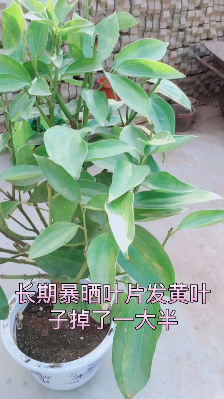 #全民晒年货#从头再来看我如何修剪
