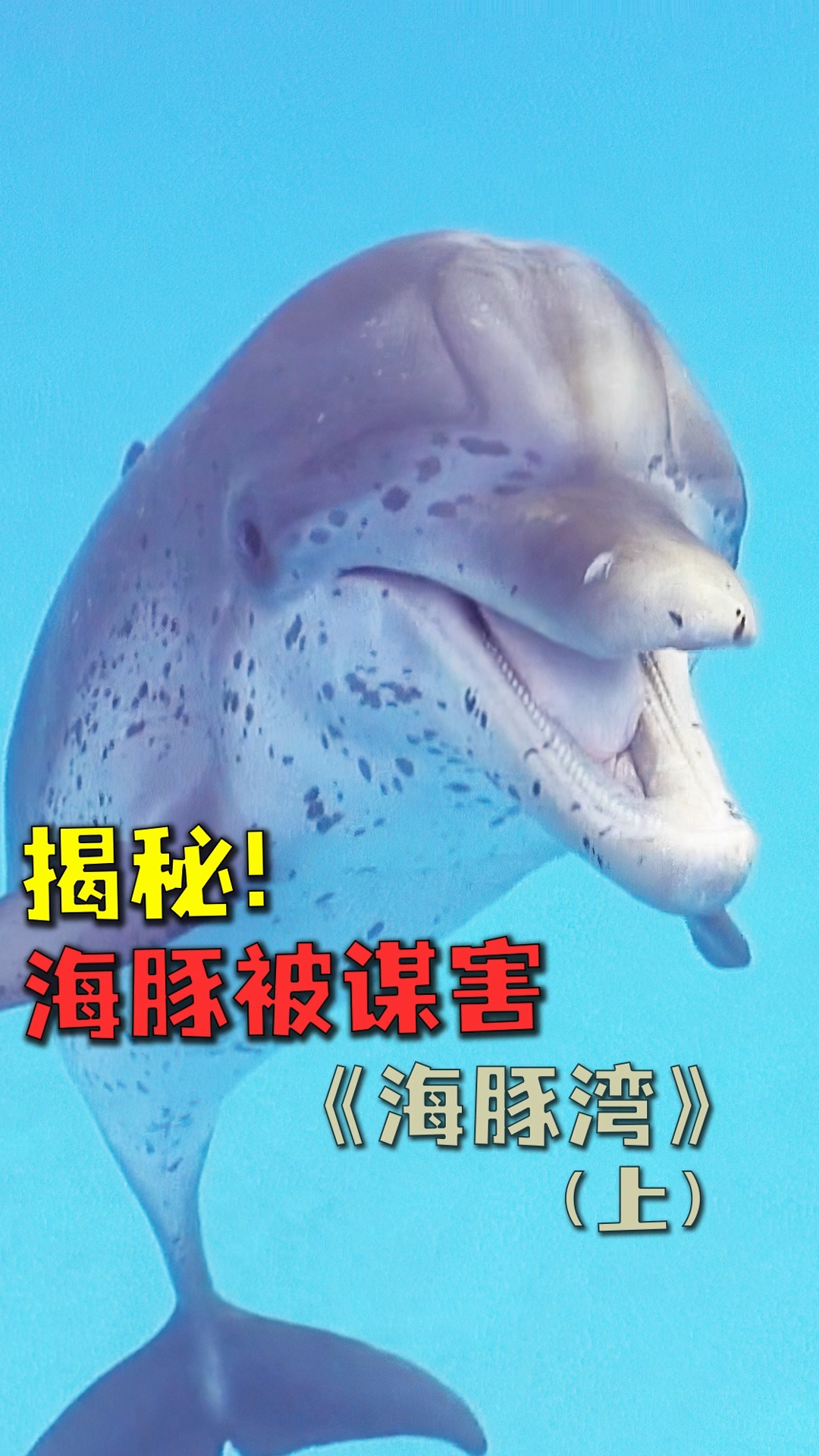 既爱海豚,又吃海豚肉,背后藏着怎样的故事?《海豚湾》上