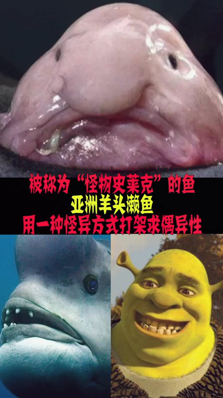 #知识来了#被称为“怪物史莱克”的鱼-亚洲羊头濑鱼, 用一种怪异方式打架求偶异性