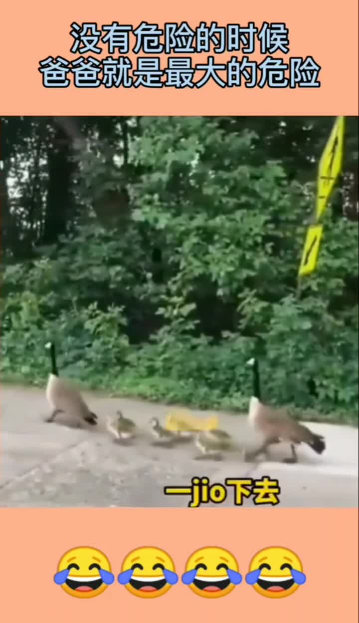 小鸭子可能也没想到,自己竟然被爸爸踩到了,真是太难了