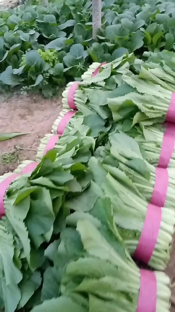 精品小白