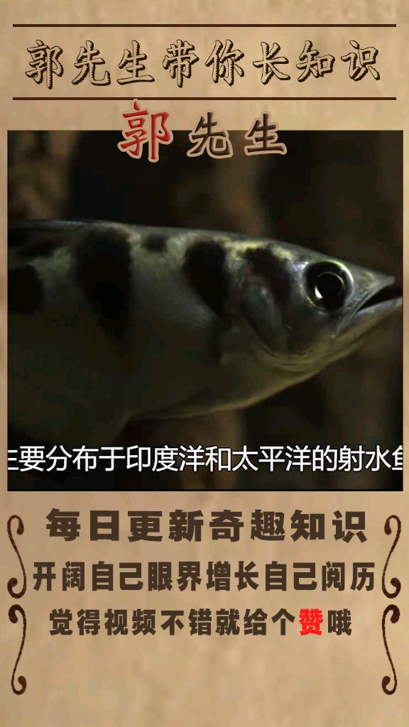 最惊人的动物狩猎之射水鱼