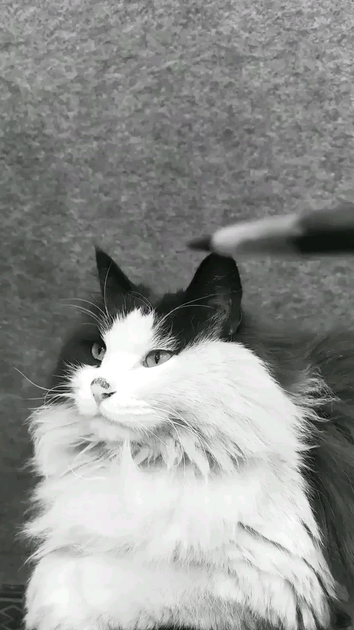 超写实素描猫