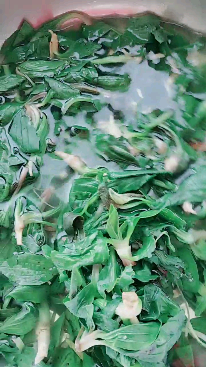 炸的车前子菜我们这边 叫车轱辘菜。