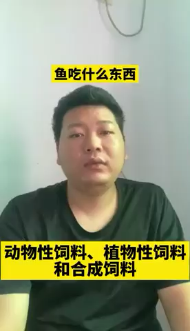 鱼吃什么东西    