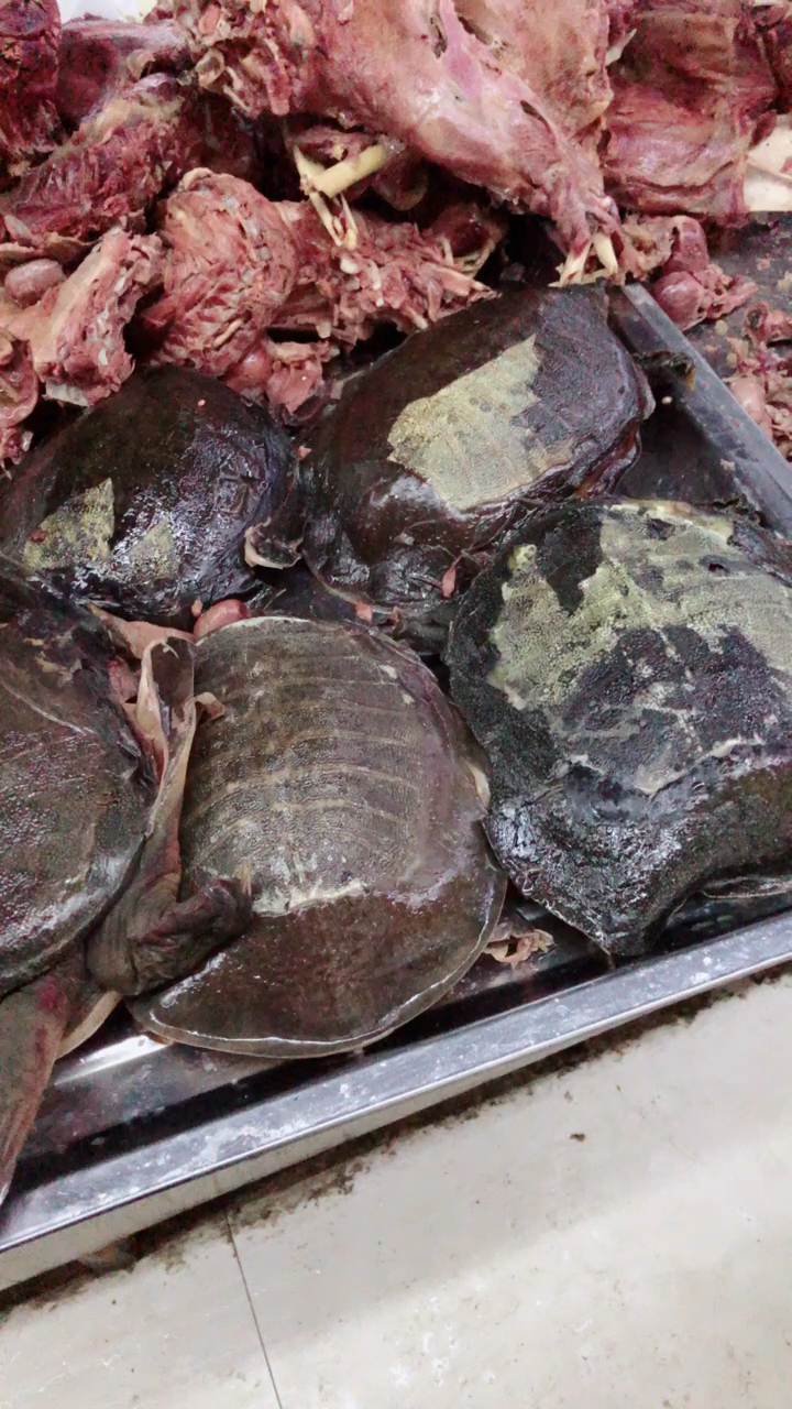 沛县鼋汁狗肉