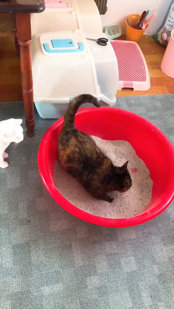 猫肉汤怎么做?