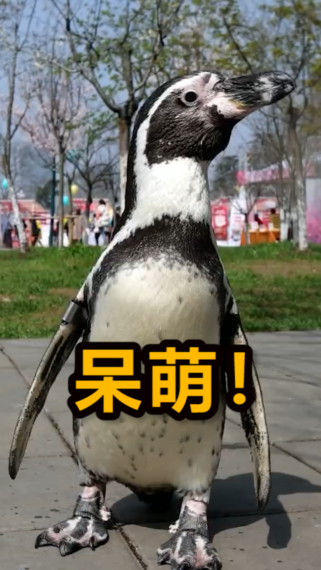 #神奇动物在这里#南京一公园惊现企鹅,不爱冰雪爱踏青?